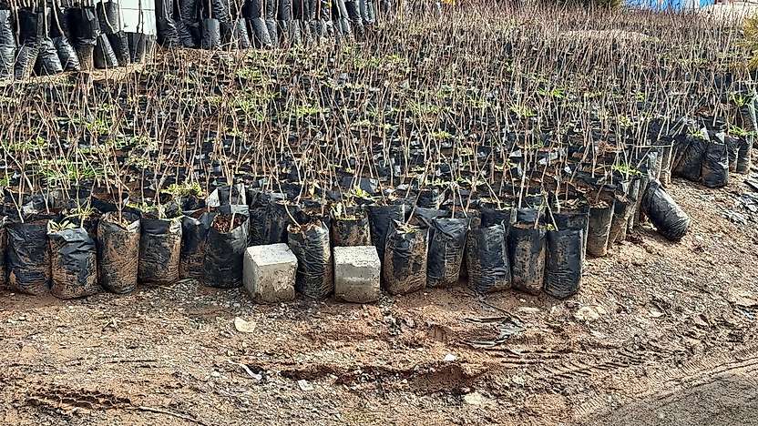 Siirt'te Üreticilere Hibeli Fidan Desteği: Başvurular 5 Ekim'de Başlıyor