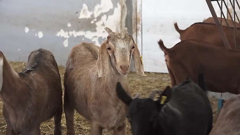 Siirt'te yerli kıl keçileri için umut veren gelişme: 40 oğlak dünyaya geldi