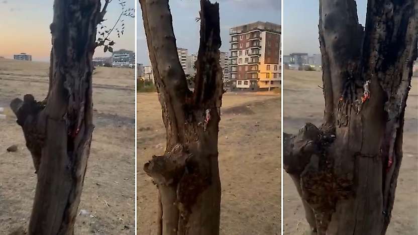 Siirt'te Yeşil Ağacın Gövdesini Yaktılar