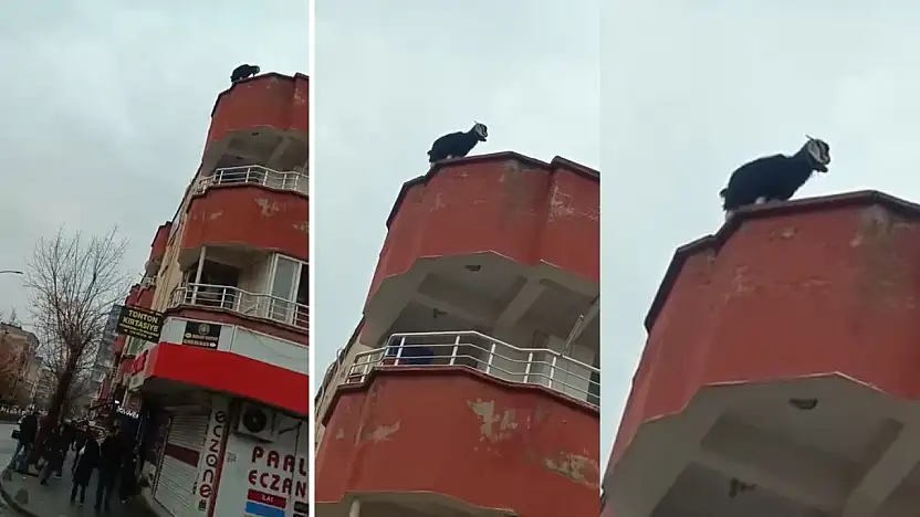 Siirt'te yolunu kaybeden keçi 3 katlı binanın çatısına çıktı