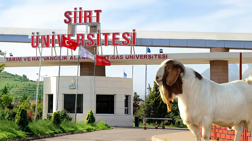 Siirt Üniversitesi Keçi Satışına Başlıyor: Fiyatlar Belli Oldu