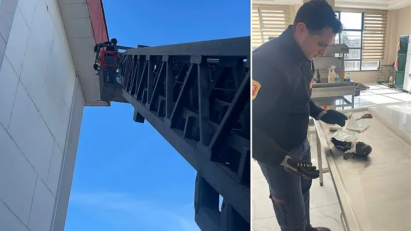 Siirt Üniversitesi'nde yaralı karga itfaiye ekiplerince kurtarıldı