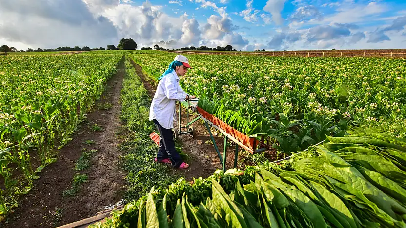 Siirtli Çiftçiler Dikkat: ÇKS Askı İcmallerinde Son Günler