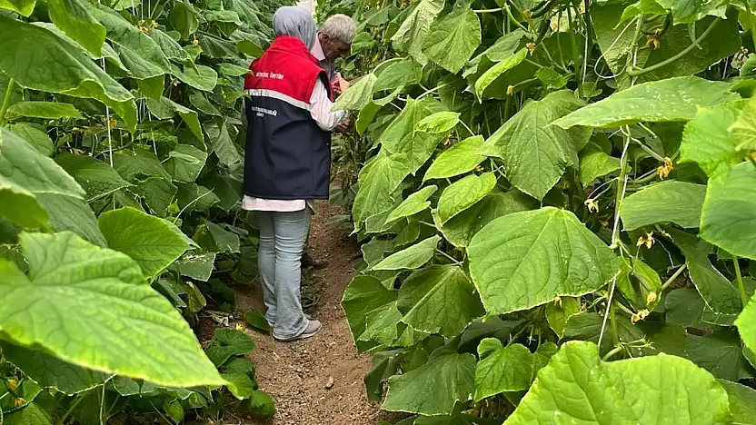 Siirtli Çiftçilere Sebze Hastalıkları ve Zararlılarıyla Mücadele Eğitimi