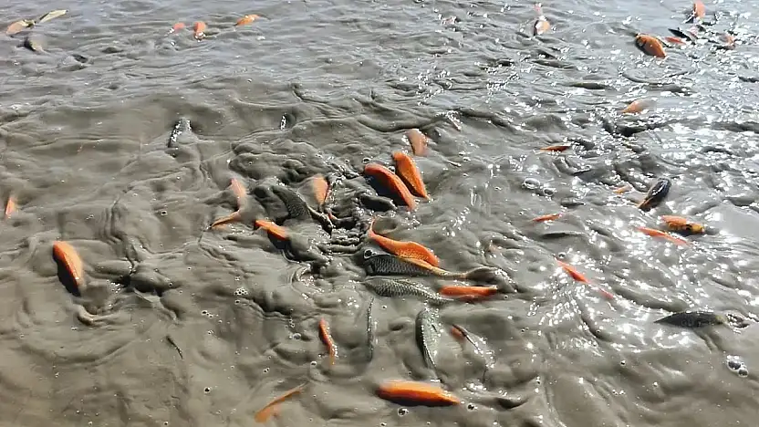 Su Takviyesi Yetersiz Kaldı: Çayırlı Göleti Kuruma Riski Altında