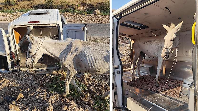 Siirt'te Terk Edilen Atı Kurtaran Mehmet Yüce'den Çağrı: ''Rehabilitasyon Çiftliği Kurulmalı''