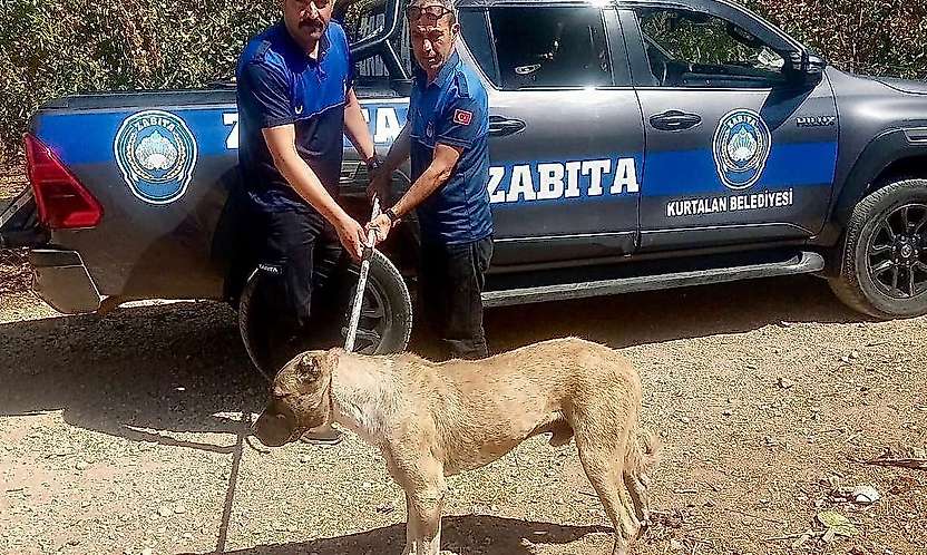 Bakanlık Talimat Verdi! Siirt'te Sokak Hayvanları Denetlenecek