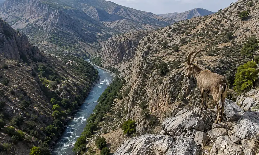 DEM Parti'den Siirt'teki Yaban Keçisi Av İhalesine Tepki: Doğa Satılık Değildir