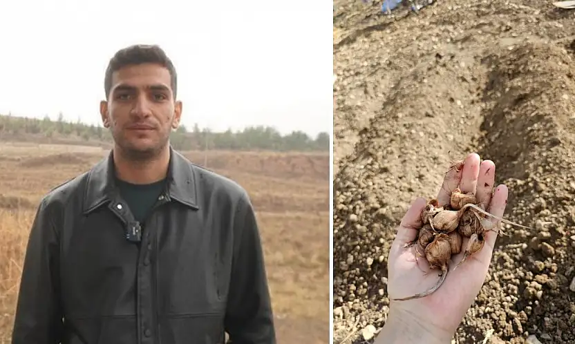 Dünyanın en pahalı baharatı Siirt toprağıyla buluştu