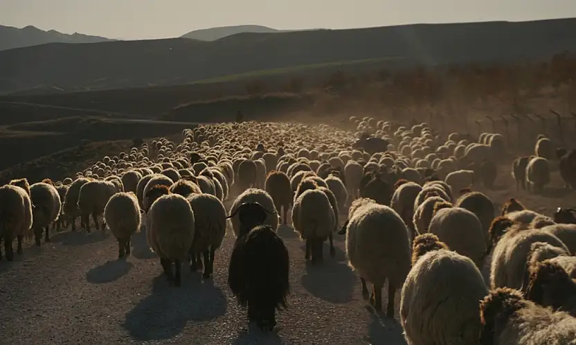 Göçerlerin Dönüş Yolculuğu Başladı: Sürüler Siirt'in Yolunu Tutuyor