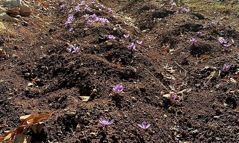 Kilosu 600 Bin TL Olan Üründe Siirt'te İlk Adım: Deneme Ekimi Yapıldı