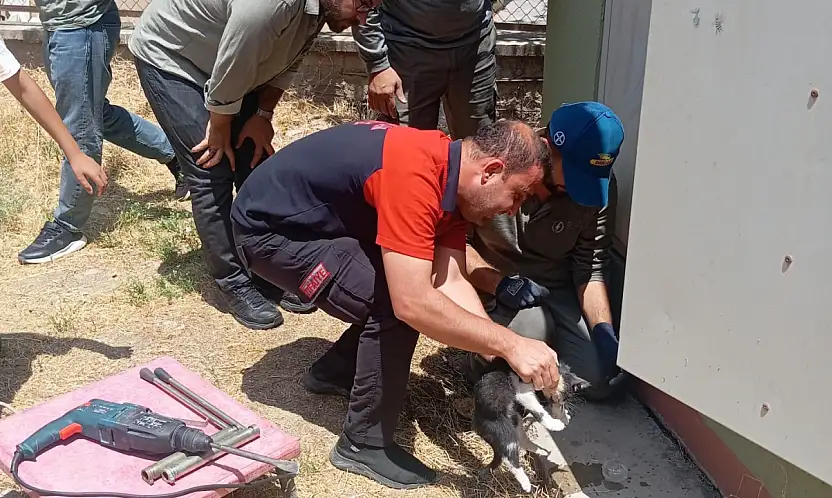 Kurtalan'da Trafo Deliğine Sıkışan Kedi Ekiplerin Çalışmasıyla Kurtarıldı