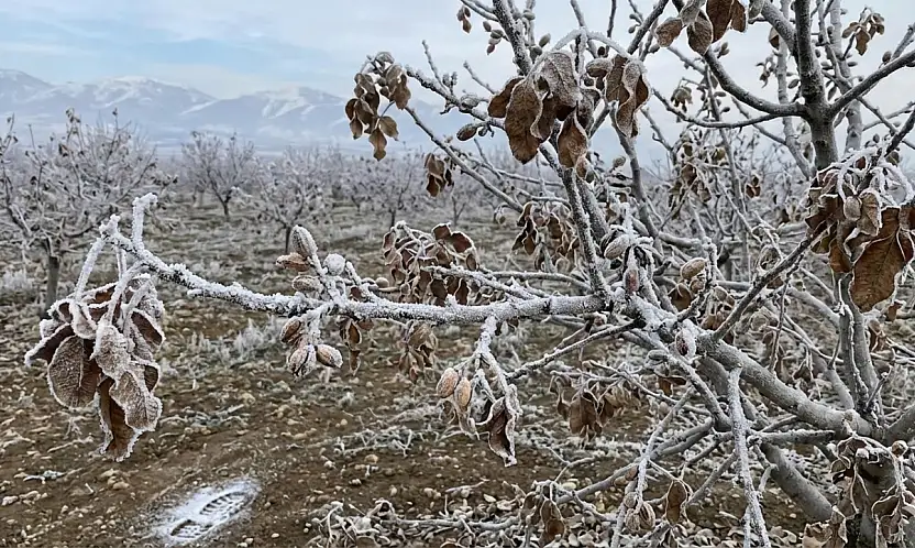 MGM'den Siirt için kritik uyarı: İl merkezi ve tüm ilçelerde kuvvetli zirai don bekleniyor