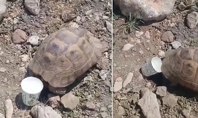 Pervari'de Sıcaktan Bunalan Kaplumbağaya Su Verdi