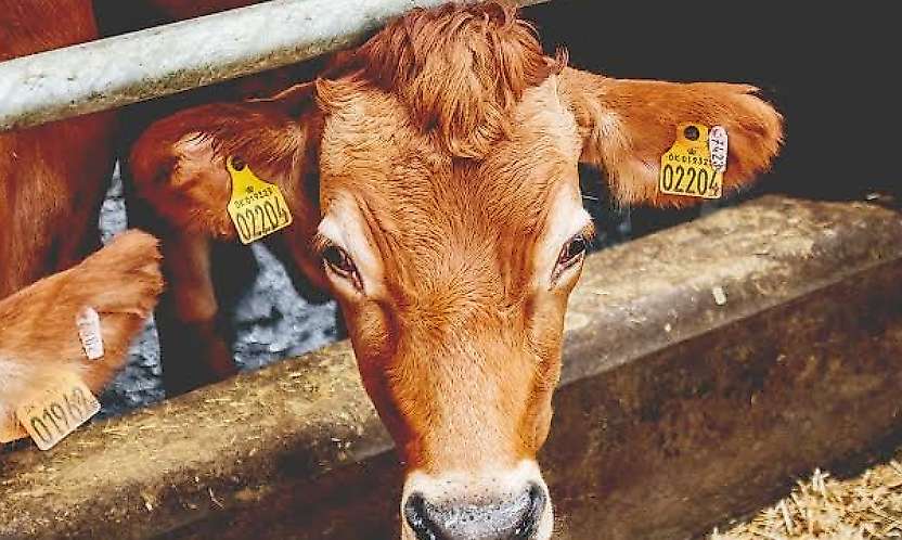 Pervari İlçe Tarım Müdürlüğü'nden Hayvan Sahiplerine Önemli Uyarı: Düşen Küpeleri Bildirin