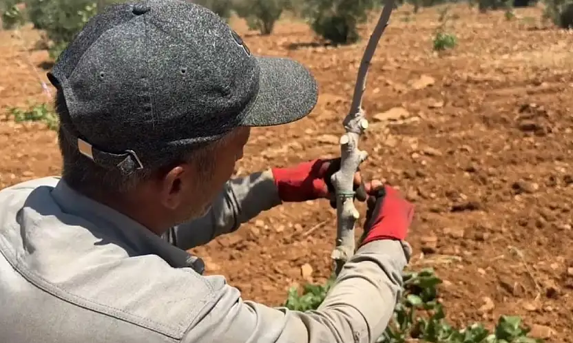 Siirt anacı üzerine, Antep fıstığı aşılanıyor: İşte nedeni