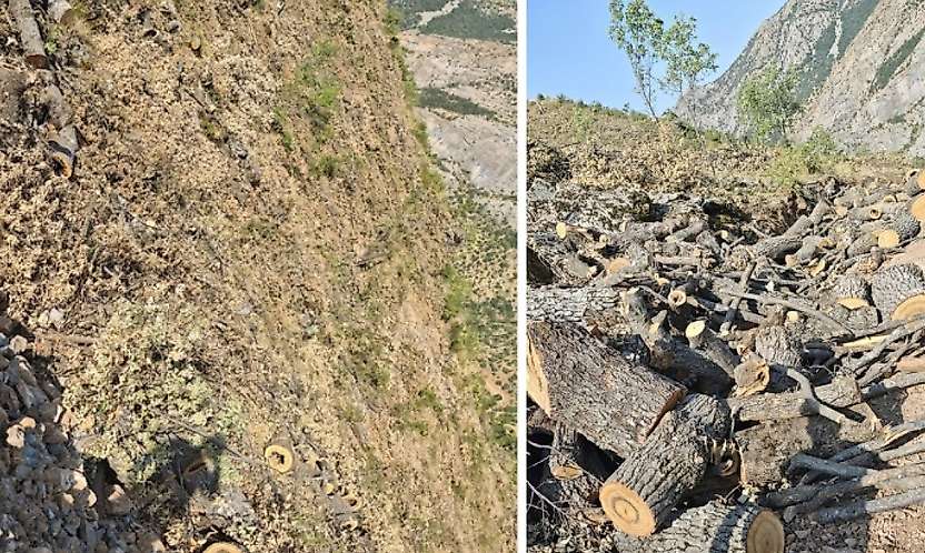 Siirt-Bitlis sınırında orman kesimine tepki: 'Doğa ve yaban hayatı zarar görüyor'