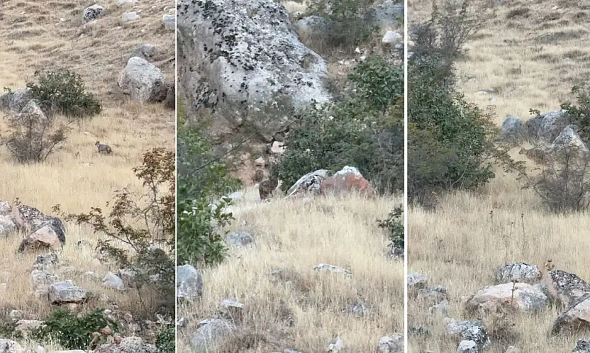 Siirt Botan Vadisi Milli Parkı'nda Ender Görülen 2 Çakal Görüntülendi