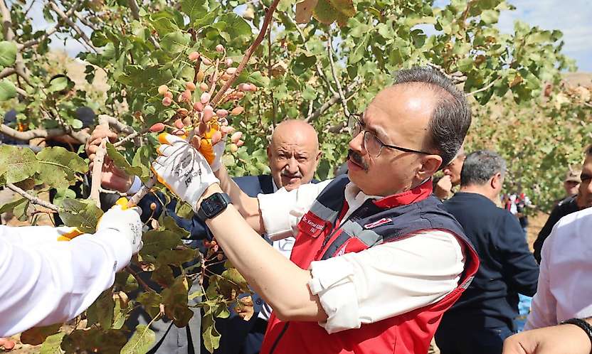 Siirt Fıstığı Festivali'nde hasat heyecanı: Vali Kızılkaya üreticilerle buluştu