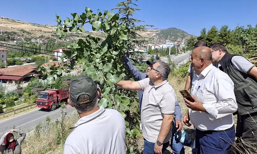 Siirt Fıstığı İçin Bir İl Daha Harekete Geçti: 600 Ağaç Daha Aşılandı