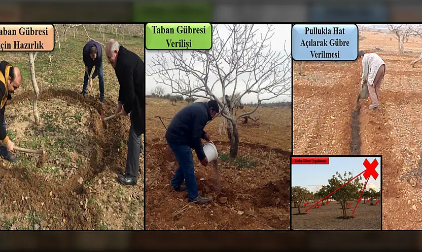 Siirt fıstığında doğru gübreleme için kritik dönem! Siirt Fıstıkçılık birimi detayları anlattı