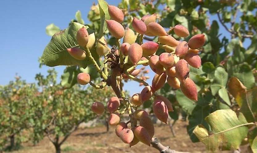 Siirt Fıstığında Fiyat Düştü: 800 TL'den 650 TL'ye Geriledi