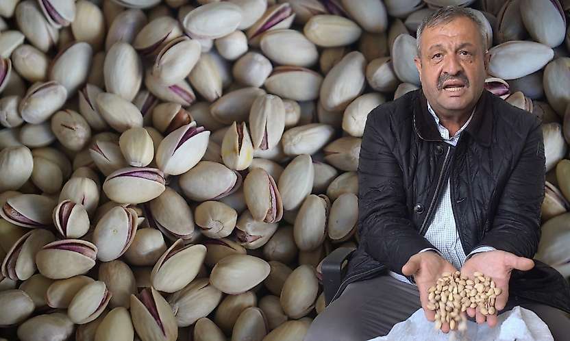 Siirt fıstığında ithal ve fiyat oyunu: '600 liraya alıp 1500 liraya satıyorlar'