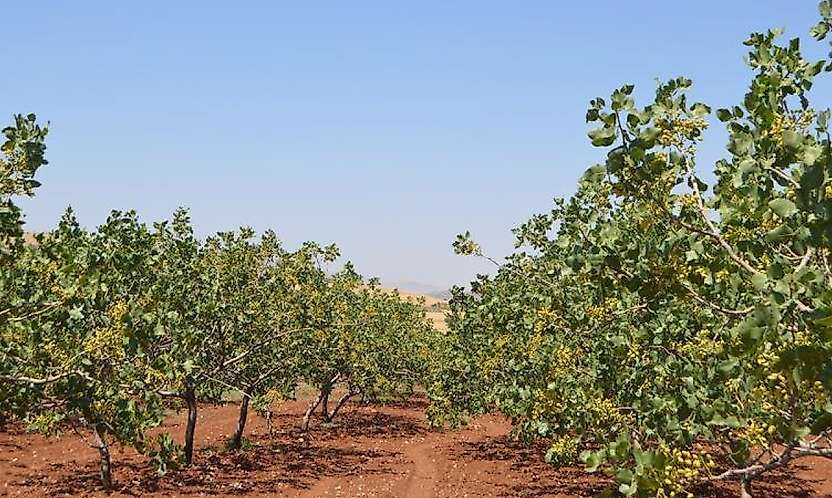 Siirt İl Tarım Ve Orman Müdürlüğü'nden Fıstık Üreticilerine Eylül Uyarıları