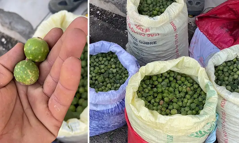 Siirt'in dağlarında yetişiyor, köylüye gelir kapısı oluyor: Mazı meşesinin bilinmeyen hikâyesi