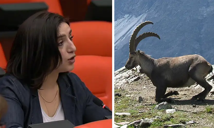 Siirt'in Yaban Keçileri Meclis Gündeminde: ''İhale Derhal İptal Edilmeli''