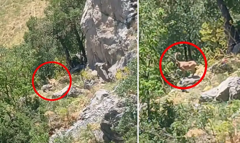 Siirt'in Zirvelerinde Eşsiz An: Dağ Keçisi Cep Telefonuyla Kaydedildi