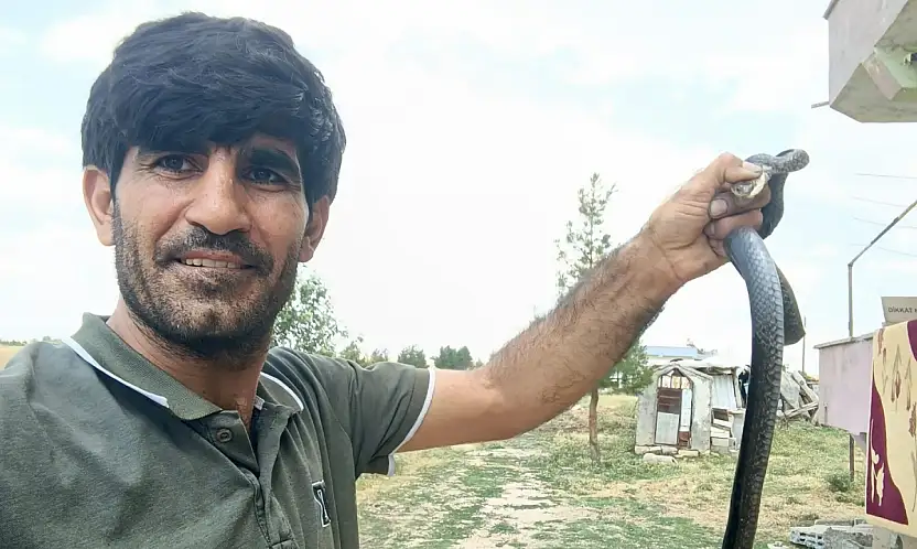 Siirt Kurtalan'da Eve Giren Yılanı Çıplak Elle Yakaladı, Doğaya Bıraktı