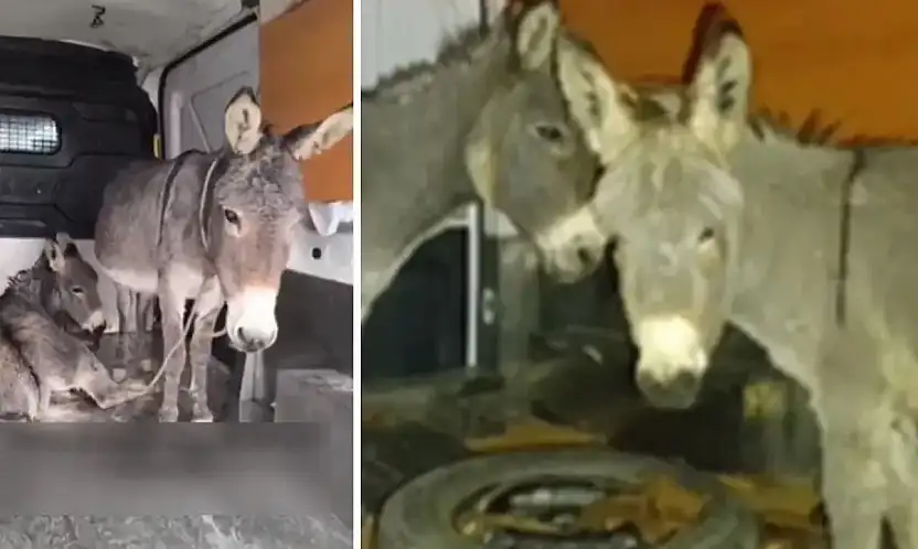 Siirt Kurtalan'da istismara uğrayan eşek ve yavrusu koruma altına alındı! Siirtliler olaya büyük tepki gösterdi