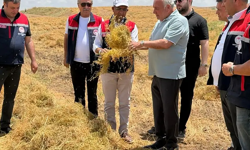 Siirt Kurtalan'da Mercimek Hasadı Başladı: Siirt Üretimde Türkiye Üçüncüsü