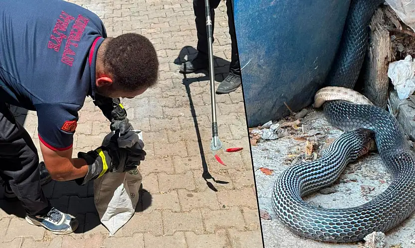 Siirt Kurtalan'da Yılan Yılanı Avladı, İtfaiye Ekipleri Müdahale Etti
