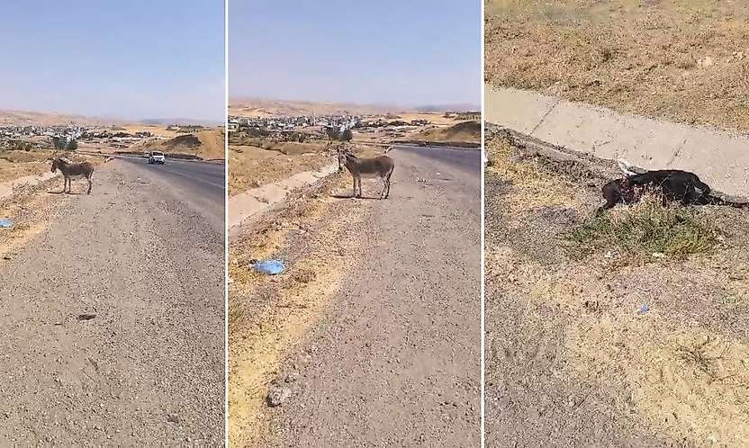 Siirt Kurtalan Girişinde Yürek Burkan Görüntü: Eşek 4 Gündür Yavrusunun Başından Ayrılmıyor