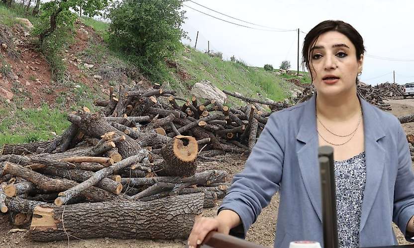 Siirt Milletvekili Sabahat Erdoğan Sarıtaş Besta ve Gabar'daki Ağaç Kesimlerini Meclis'e Taşıdı