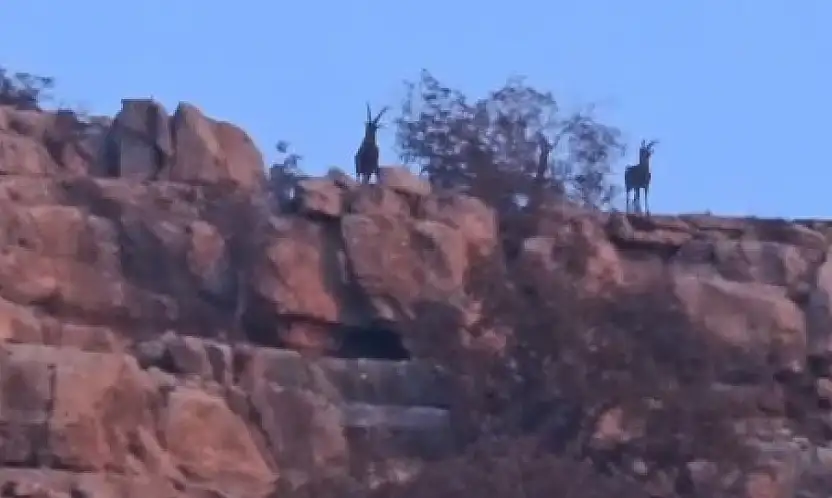 Siirt–Şırnak sınır hattında dağ keçileri görüntülendi