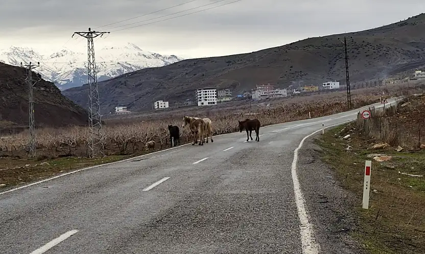 Siirt-Şirvan Yolunda Başıboş Atlar Tehlike Oluşturuyor