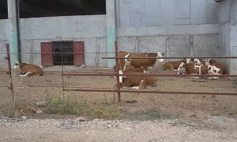 Siirt Tarım ve Orman Müdürlüğü duyurdu: Besilik sığır ithalatı başvuruları açıldı