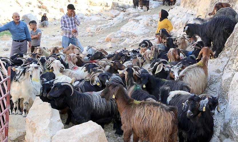 Siirt'te 1000 Keçi Suni Tohumlama ile Islah Ediliyor