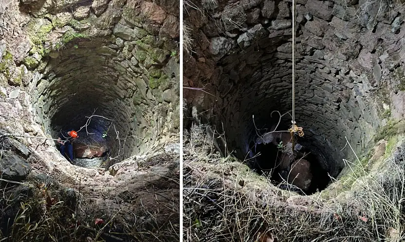 Siirt'te 15 Metrelik Kuyuya Düşen İnek Kurtarıldı