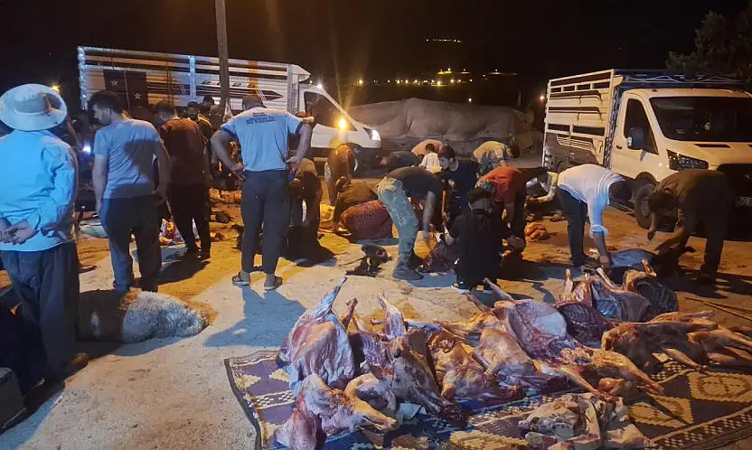 Siirt'te 50 Koyun Gizemli Şekilde Telef Oldu: Jandarma Soruşturma Başlattı