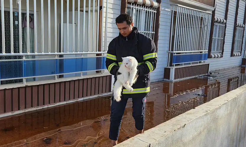 Siirt'te 7'nci Kattan Düşen Evcil Kedi İçin Ekipler Seferber Oldu