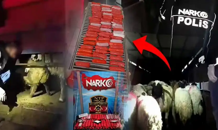 Siirt'te Akıl Almaz Kaçakçılık! Küçükbaş Hayvanların İçinden Kilolarca Uyuşturucu Çıktı