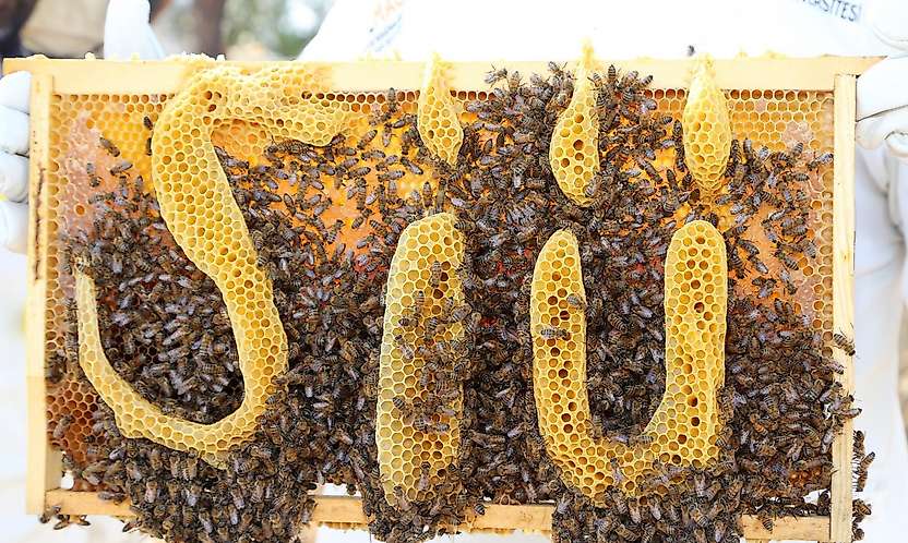 Siirt'te Ana Arı Üretiminde Yeni Aşama: Bazı Kovanlarda 40 Kilo Bal Elde Edildi