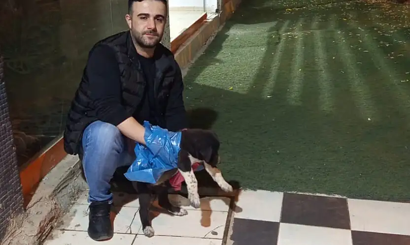 Siirt'te Aracın Çarptığı Yavru Köpeğe Duyarlı Vatandaşlar Koştu! Veteriner Ekiplerine Teslim Edildi