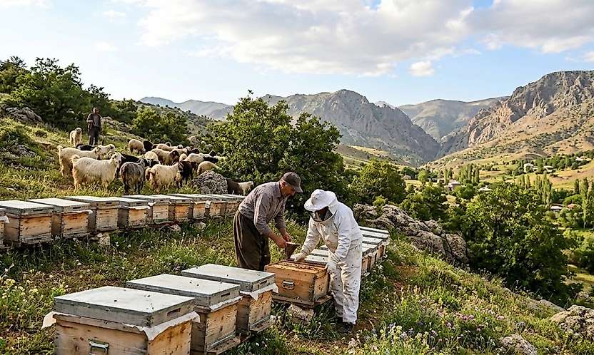 Siirt'te Arıcılık Ve Hayvancılıkla Uğraşan Üreticilere Destek Artırıldı