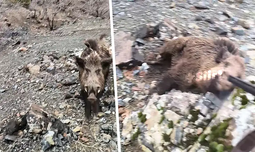 Siirt'te av sırasında dehşet anları: Yaban domuzunu son anda vurdu