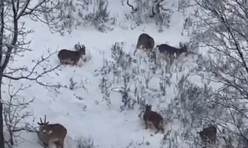 Siirt'te Avlanması Yasak Dağ Keçileri Görüntülendi